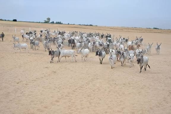 गौ सेवा